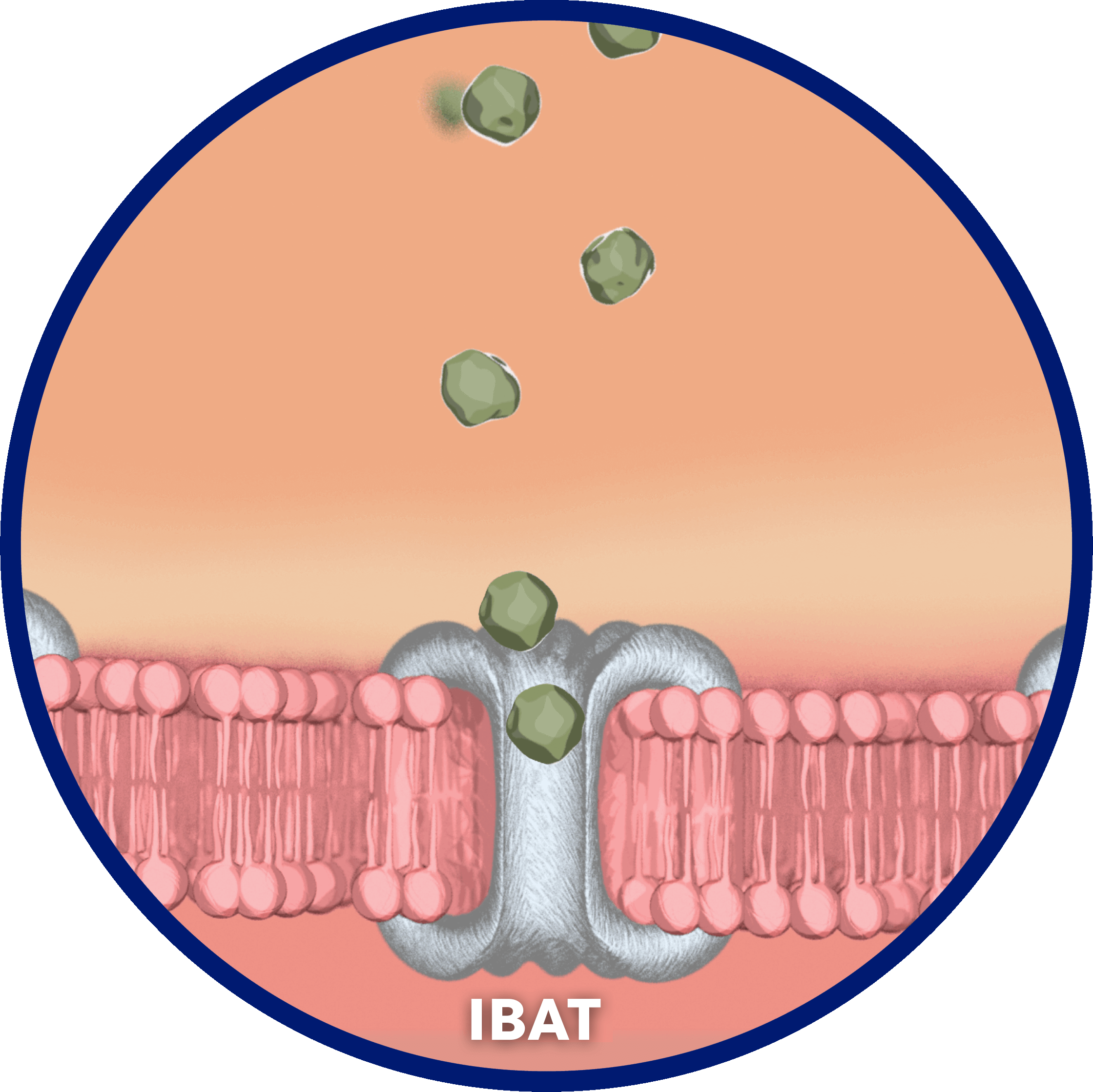 Ileal bile acid transporter (IBAT)