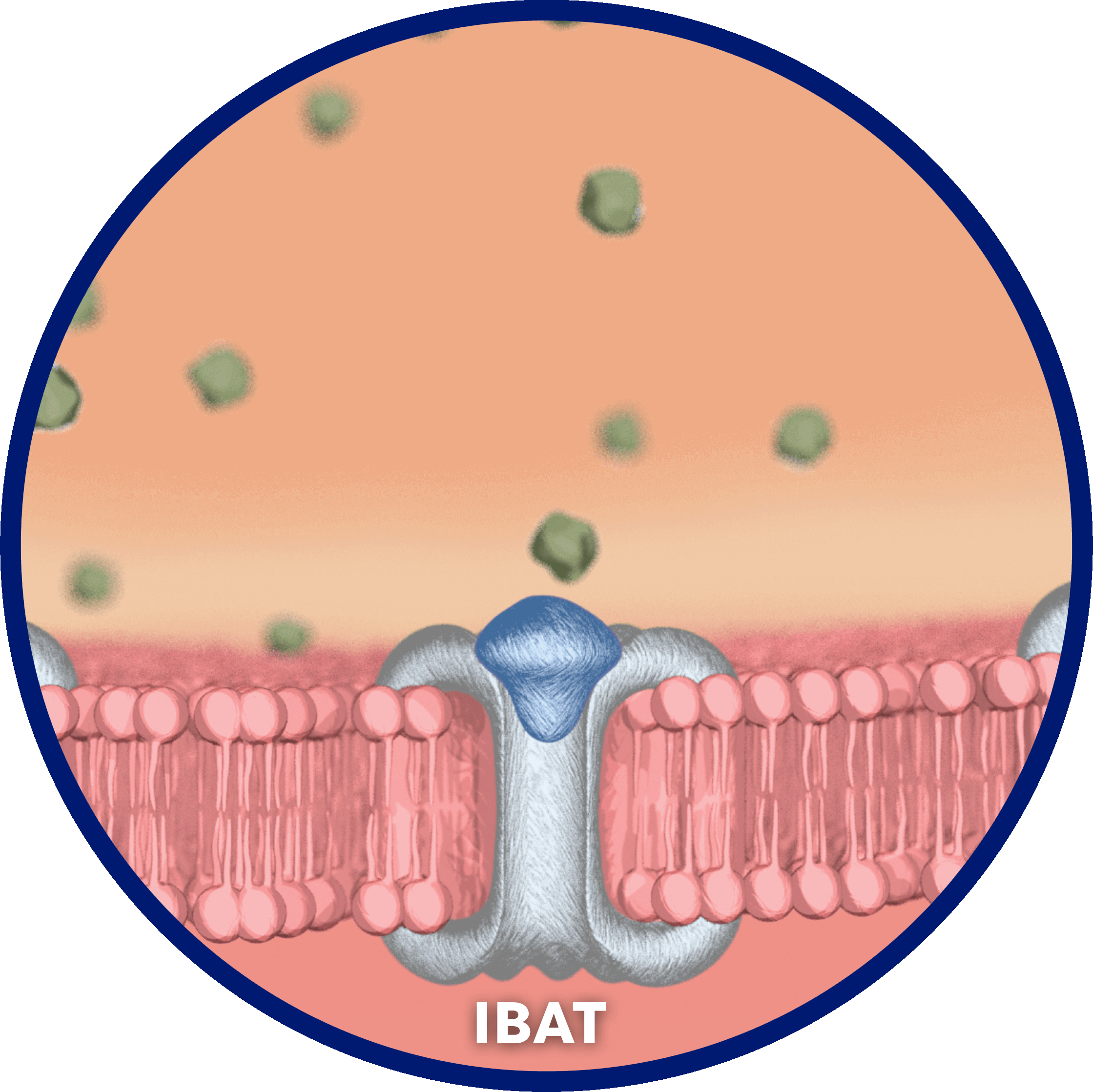 IBAT inhibitor