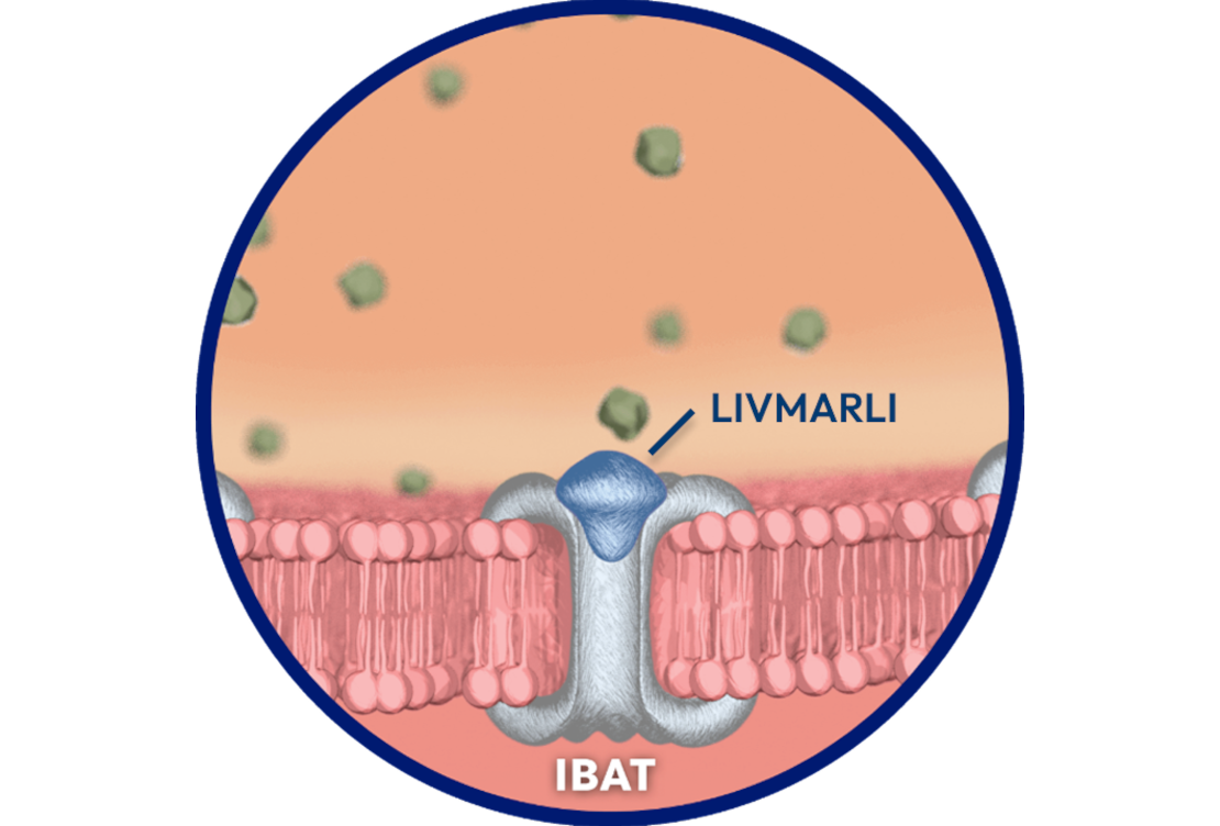 An illustration of LIVMARLI blocking IBAT.