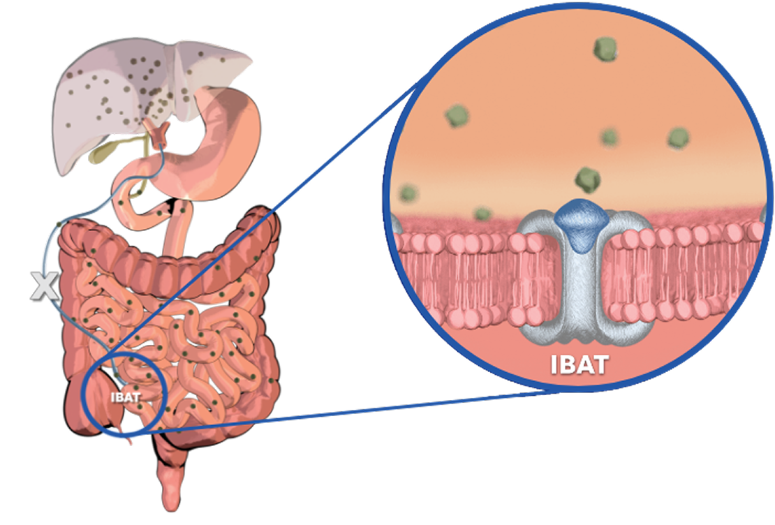 An illustration of LIVMARLI working in the digestive tract.