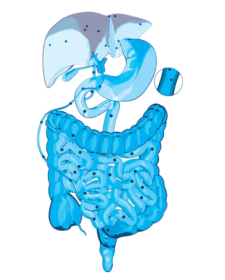 An illustration of normal liver function.